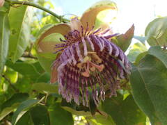 Passiflora laurifolia