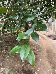 Camellia japonica