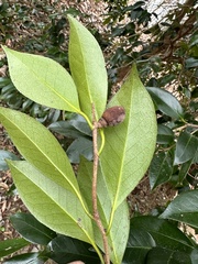 Camellia japonica
