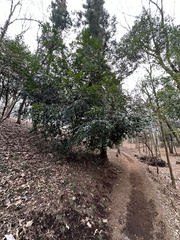 Camellia japonica