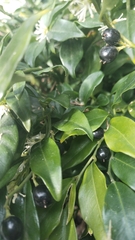 Sarcococca confusa