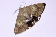 Achaea
