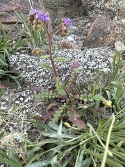 Phacelia crenulata minutiflora