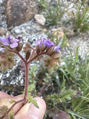 Phacelia crenulata minutiflora