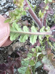 Phacelia crenulata minutiflora