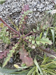 Phacelia crenulata minutiflora