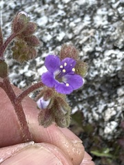Phacelia crenulata minutiflora