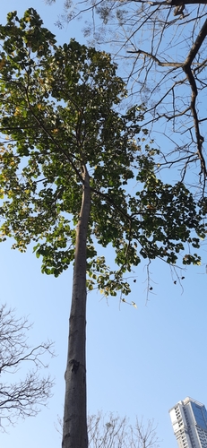 Foto de Pau-rei