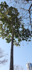 Pterygota alata