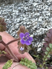 Phacelia crenulata minutiflora