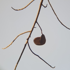 Pterygota alata