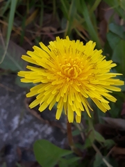 Taraxacum officinale