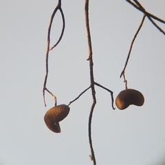 Pterygota alata