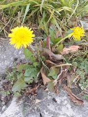 Taraxacum officinale