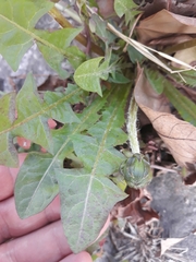 Taraxacum officinale
