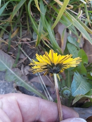 Taraxacum officinale