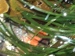 Aulactinia incubans