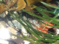 Aulactinia incubans