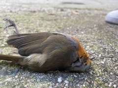Erithacus rubecula