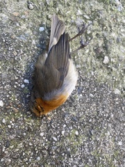 Erithacus rubecula