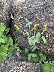 Senecio mohavensis