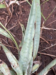 Ledebouria marginata