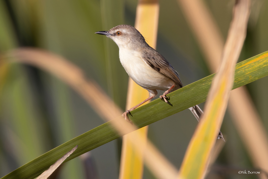 River Prinia (Prinia fluviatilis) photo
