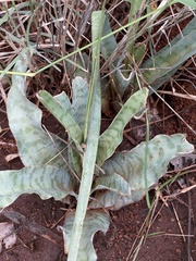 Ledebouria marginata