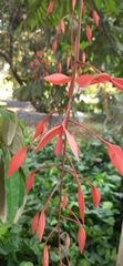Amherstia nobilis