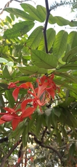 Amherstia nobilis