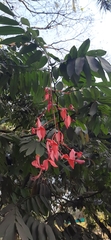 Amherstia nobilis