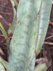 Ledebouria marginata
