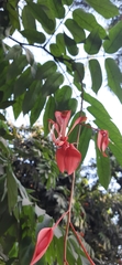 Amherstia nobilis