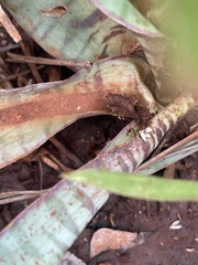 Ledebouria marginata