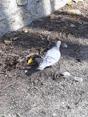 Columba livia domestica