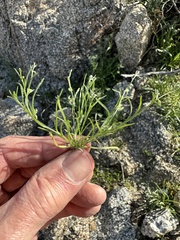 Pectocarya recurvata