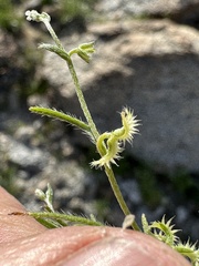 Pectocarya recurvata