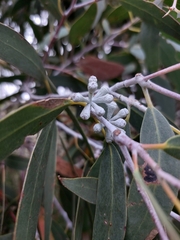 Eucalyptus coccifera