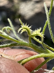 Pectocarya recurvata