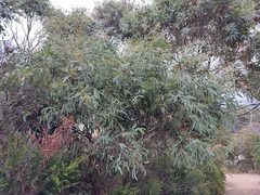 Eucalyptus coccifera
