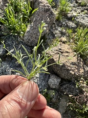 Pectocarya recurvata