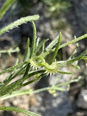 Pectocarya recurvata