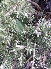 Salvia rosmarinus