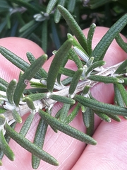 Salvia rosmarinus