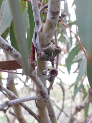 Eucalyptus coccifera