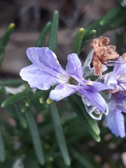 Salvia rosmarinus