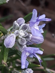 Salvia rosmarinus