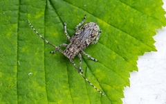 Mesosa nebulosa