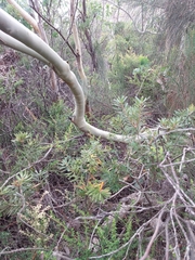 Eucalyptus coccifera
