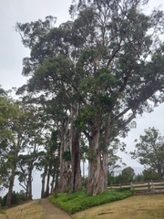 Eucalyptus globulus globulus